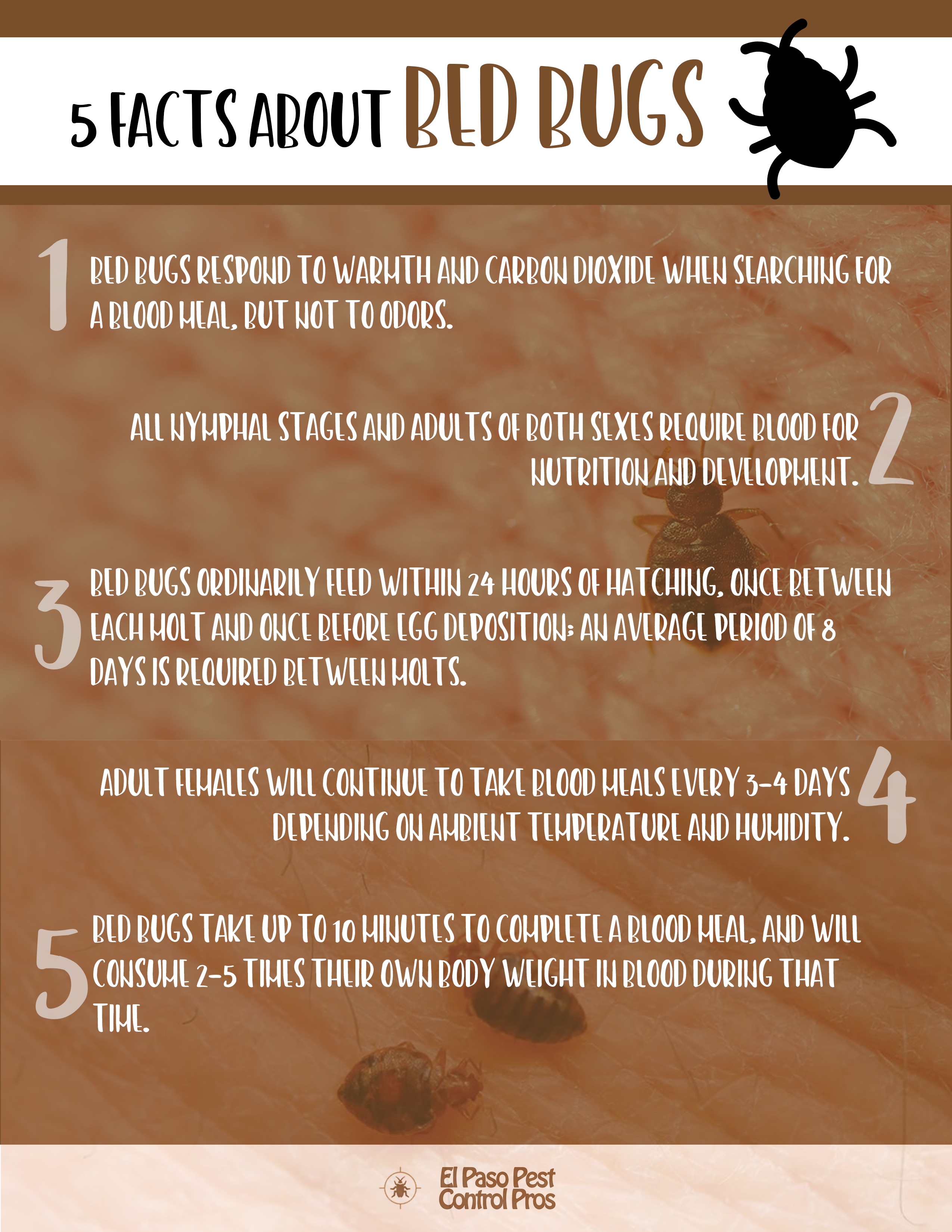 5 Facts About Bed Bugs